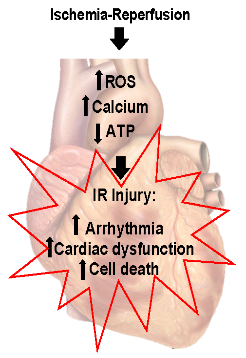 Special Issue Exercise And Cardioprotection Against Ischemia